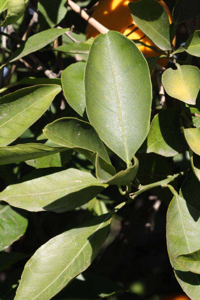            Sun leaves (Riverside, CA)   